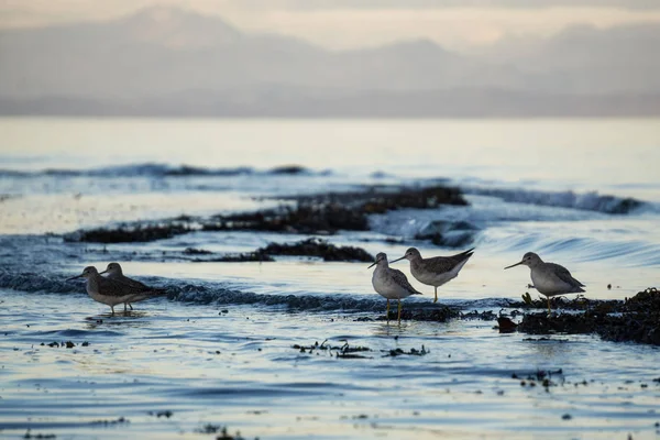 Vögel am Hafen winterhart — Stockfoto