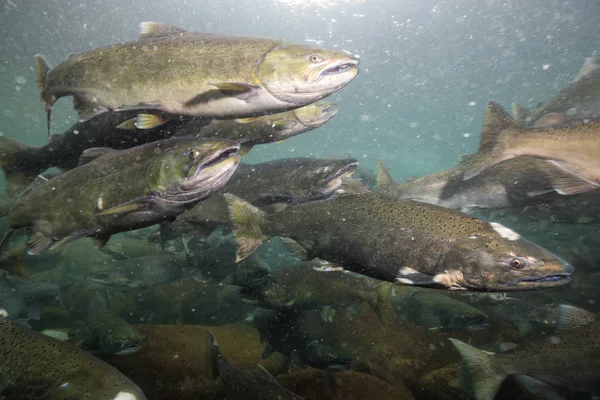 Riproduzione di salmone nel fiume — Foto Stock