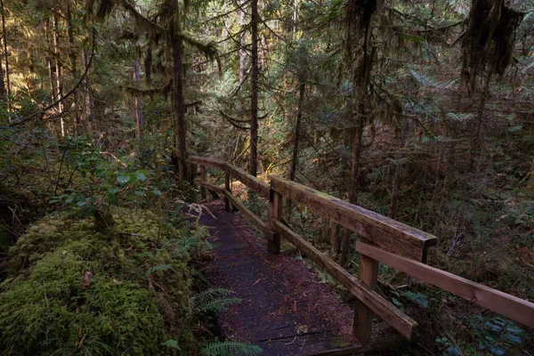 Sendero de madera en los hermosos bosques — Foto de Stock