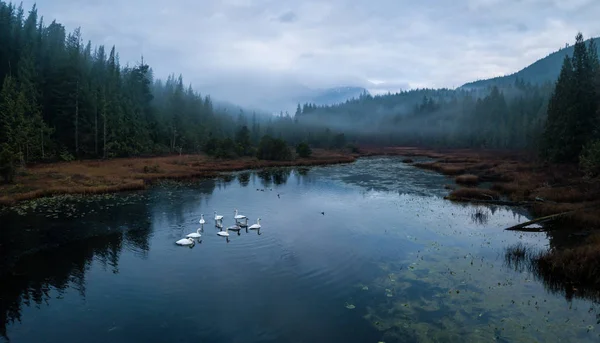 Заболотное озеро с лебедями — стоковое фото