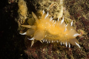dorid
