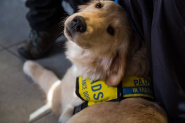 Pitt Meadows, büyük Vancouver, British Columbia, Kanada - 10 Aralık 2017 - genç ve sevimli yardım köpek, Golden Retriever, eğitim sabırla sahibi tarafından oturuyor.