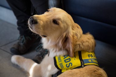 Pitt Meadows, büyük Vancouver, British Columbia, Kanada - 10 Aralık 2017 - genç ve sevimli yardım köpek, Golden Retriever, eğitim sabırla sahibi tarafından oturuyor.