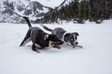 Dışarıda toguether karda oynayan iki şirin köpek. Vancouver, British Columbia, Kanada kuzeyindeki alınan.