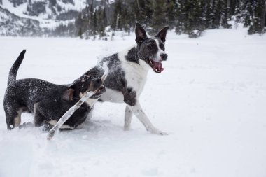 Dışarıda toguether karda oynayan iki şirin köpek. Vancouver, British Columbia, Kanada kuzeyindeki alınan.
