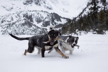 Dışarıda toguether karda oynayan iki şirin köpek. Vancouver, British Columbia, Kanada kuzeyindeki alınan.