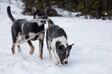 Dışarıda toguether karda oynayan iki şirin köpek. Vancouver, British Columbia, Kanada kuzeyindeki alınan.
