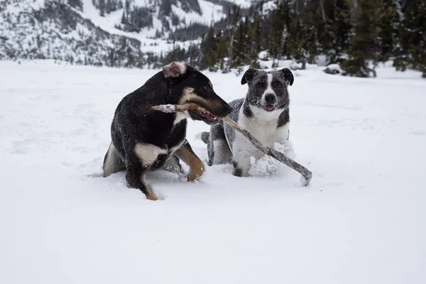 Dois Cachorros Bonitos Jogando Toguether Fora Neve Tomado Norte Vancouver — Fotografia de Stock