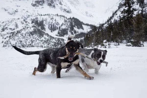 Dois Cachorros Bonitos Jogando Toguether Fora Neve Tomado Norte Vancouver — Fotografia de Stock