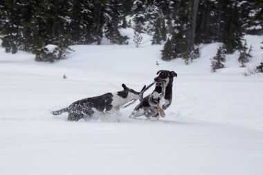 Dışarıda toguether karda oynayan iki şirin köpek. Vancouver, British Columbia, Kanada kuzeyindeki alınan.