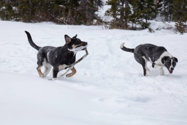 Dışarıda toguether karda oynayan iki şirin köpek. Vancouver, British Columbia, Kanada kuzeyindeki alınan.