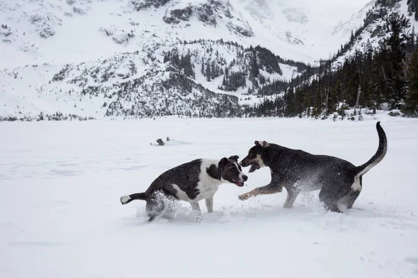 Dois Cachorros Bonitos Jogando Toguether Fora Neve Tomado Norte Vancouver — Fotografia de Stock