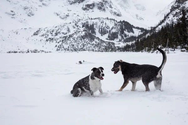 Deux Chiens Mignons Jouant Toguether Dehors Dans Neige Pris Nord — Photo