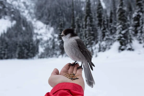 Šedá Jay Sedí Hřbet Ruky Jíst Zrna Přijata Joffre Lakes — Stock fotografie