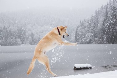 Golden Retriever dışında karda oynarken. Squamish ve Whistler, Kuzey Vancouver, British Columbia, Kanada yakınlarında alınan.