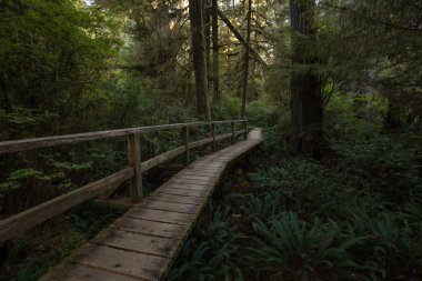 Güzel ahşap yol aracılığıyla Estevan Vancouver Adası, British Columbia'da yapılacak yakınında bulunan canlı ve yeşil yağmur ormanı.