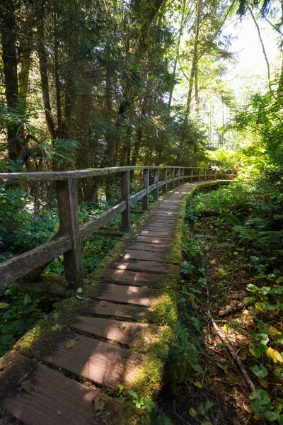 Caminho na floresta — Fotografia de Stock