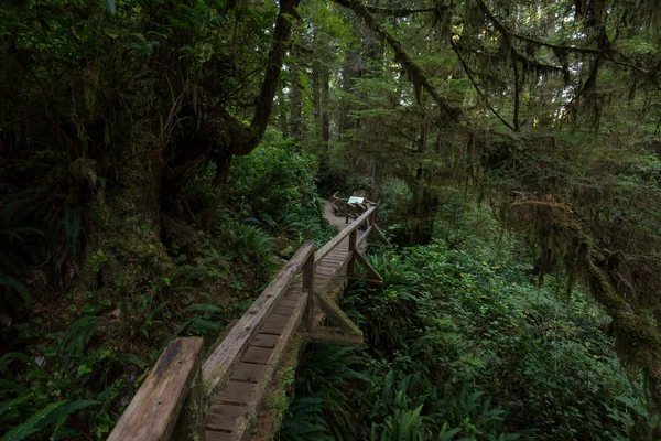 トフィーノにあるバンクーバー島 ブリティッシュ コロンビア州 カナダの近くに位置する活気に満ちた 緑の熱帯雨林を通して美しい木道 — ストック写真