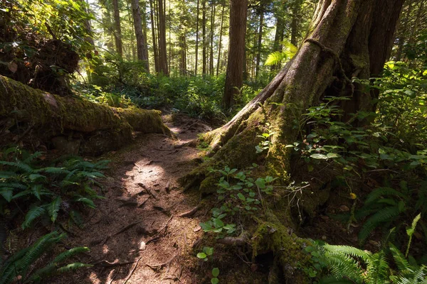 Camino en el bosque — Foto de Stock