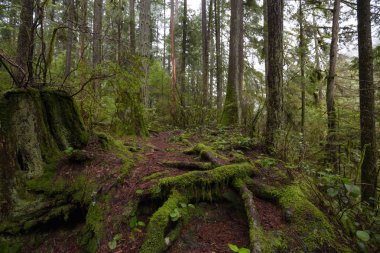 Bir ıslak kış gün boyunca yağmur ormanı güzel manzarasına. Alınan Capilano Kanyon, North Vancouver, Bc, Kanada.