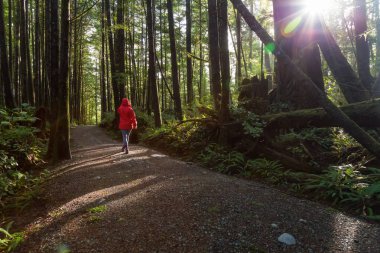 Parlak kırmızı ceket giyen kız dolaşıyor güzel ormanın bir canlı kış sabahı sırasında. Alınan Ucluelet, Vancouver Adası, Bc, Kanada.