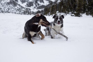 Dışarıda toguether karda oynayan iki şirin köpek. Vancouver, British Columbia, Kanada kuzeyindeki alınan.