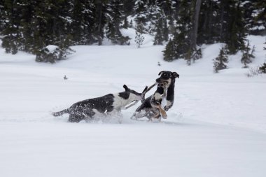 Dışarıda toguether karda oynayan iki şirin köpek. Vancouver, British Columbia, Kanada kuzeyindeki alınan.