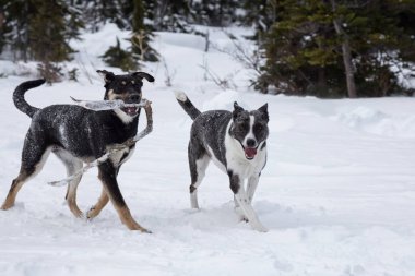 Dışarıda toguether karda oynayan iki şirin köpek. Vancouver, British Columbia, Kanada kuzeyindeki alınan.