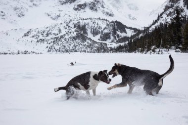 Dışarıda toguether karda oynayan iki şirin köpek. Vancouver, British Columbia, Kanada kuzeyindeki alınan.
