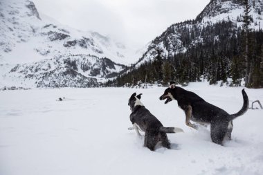 Dışarıda toguether karda oynayan iki şirin köpek. Vancouver, British Columbia, Kanada kuzeyindeki alınan.