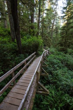 Güzel ahşap yol aracılığıyla Estevan Vancouver Adası, British Columbia'da yapılacak yakınında bulunan canlı ve yeşil yağmur ormanı.