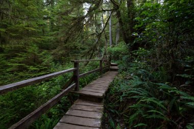 Güzel ahşap yol aracılığıyla Estevan Vancouver Adası, British Columbia'da yapılacak yakınında bulunan canlı ve yeşil yağmur ormanı.