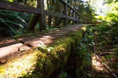 Yol bir canlı güneşli yaz gün boyunca ormanda yürüyüş çok güzel. Estevan, Vancouver Adası, British Columbia, Kanada alınan.