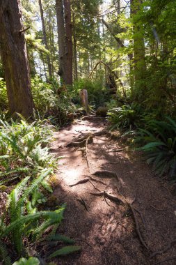 Yol bir canlı güneşli yaz gün boyunca ormanda yürüyüş çok güzel. Estevan, Vancouver Adası, British Columbia, Kanada alınan.