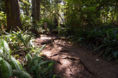 Yol bir canlı güneşli yaz gün boyunca ormanda yürüyüş çok güzel. Estevan, Vancouver Adası, British Columbia, Kanada alınan.