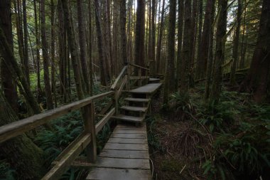 Güzel ahşap yol aracılığıyla Estevan Vancouver Adası, British Columbia'da yapılacak yakınında bulunan canlı ve yeşil yağmur ormanı.