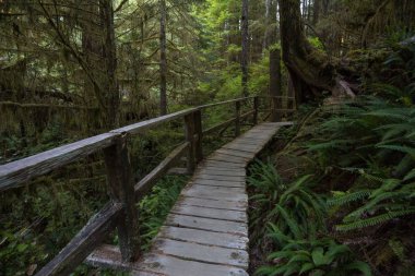 Güzel ahşap yol aracılığıyla Estevan Vancouver Adası, British Columbia'da yapılacak yakınında bulunan canlı ve yeşil yağmur ormanı.