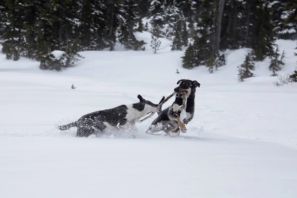 Dışarıda toguether karda oynayan iki şirin köpek. Vancouver, British Columbia, Kanada kuzeyindeki alınan.