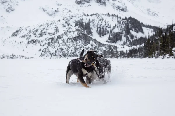 Dois Cachorros Bonitos Jogando Toguether Fora Neve Tomado Norte Vancouver — Fotografia de Stock