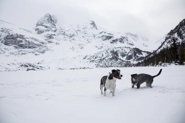 Dois Cachorros Bonitos Jogando Toguether Fora Neve Tomado Norte Vancouver — Fotografia de Stock