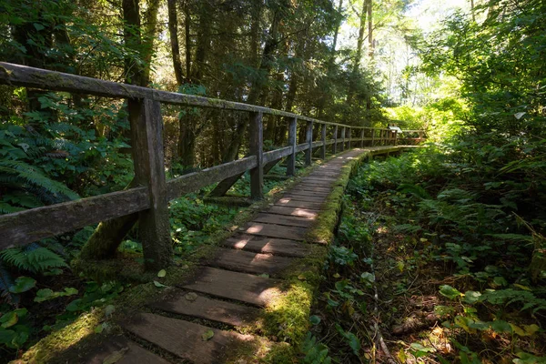 Caminho na floresta — Fotografia de Stock