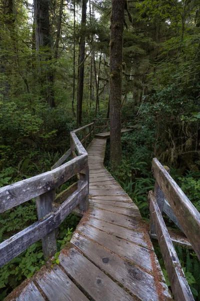 Belo Caminho Madeira Através Floresta Tropical Vibrante Verde Localizada Perto — Fotografia de Stock