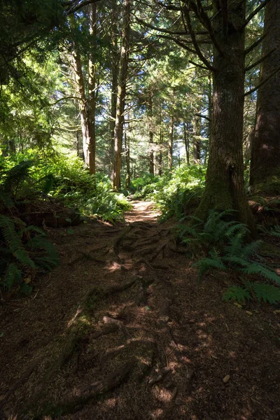 Caminho na floresta — Fotografia de Stock