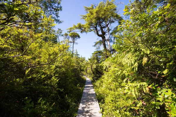 Beautiful Walking Path Woods Vibrant Sunny Summer Day Taken Tofino — Stock Photo, Image