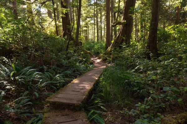 Caminho Bonito Floresta Durante Dia Verão Ensolarado Vibrante Tomado Perto — Fotografia de Stock