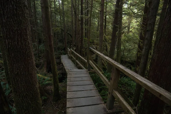 Belo Caminho Madeira Através Floresta Tropical Vibrante Verde Localizada Perto — Fotografia de Stock