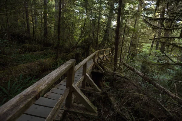 美丽的木制小径穿过充满活力和绿色雨林的托菲诺附近的温哥华岛 不列颠哥伦比亚省 加拿大 — 图库照片