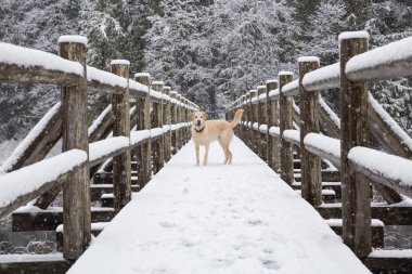 Karda Golden Retriever dışında. Squamish ve Whistler, yakın Brohm Gölü Kuzey Vancouver, British Columbia, Kanada çekilmiş.