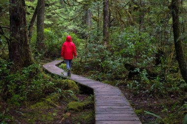 Parlak kırmızı ceket giyen kız dolaşıyor güzel ormanın bir canlı kış sabahı sırasında. Alınan Ucluelet, Vancouver Adası, Bc, Kanada.