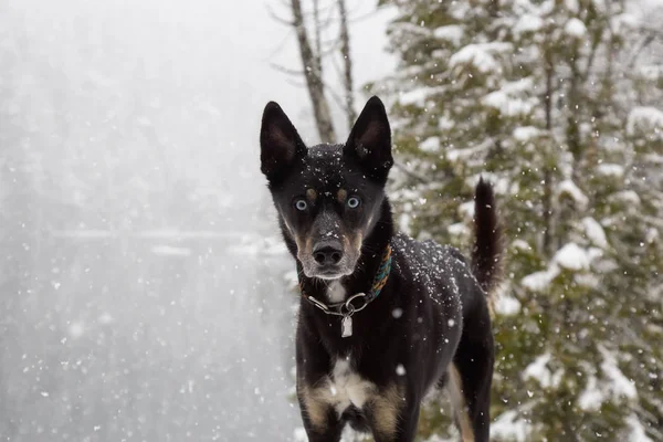 Olhos Intensos Cão Preto Que Está Uma Paisagem Coberta Neve — Fotografia de Stock
